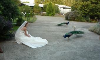 Centro-De-Eventos-Y-Restaurant-Faisanes-De-Metrenco-matrimonio-1