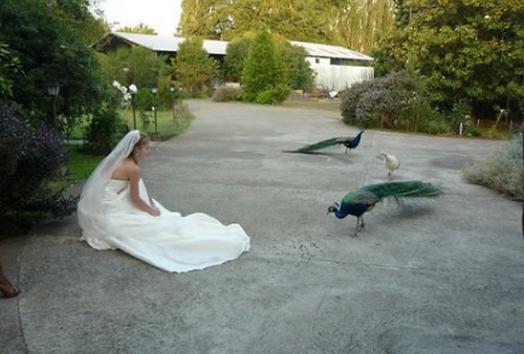 Faisanes de Metrenco